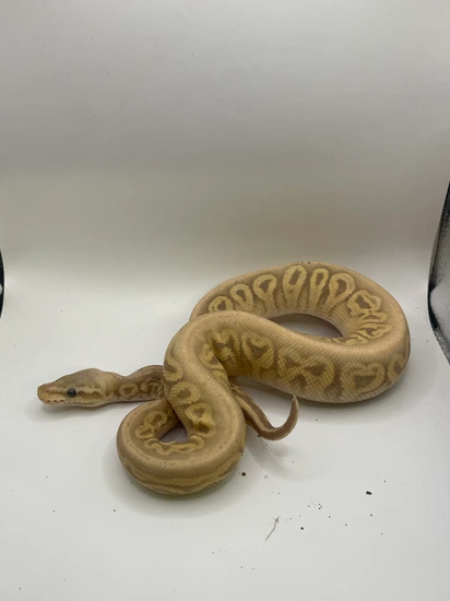 Banana, Black Pastel, 100% Het Clown Ball Python by Alpha Ball Pythons
