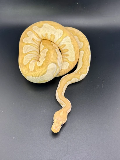 600g Ball Python Black Head. Banana Yellowbelly Clown Female Maker 600g 9/1 Ball Python ...