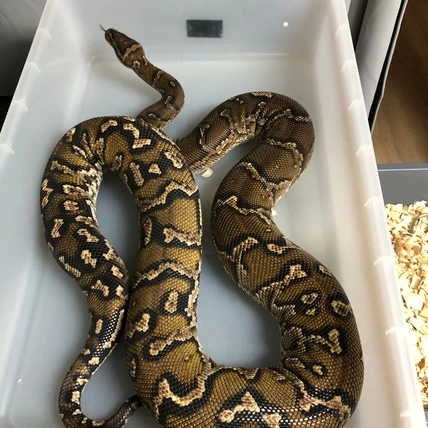 Proven Breeder - Angolan Python by Just Hogs