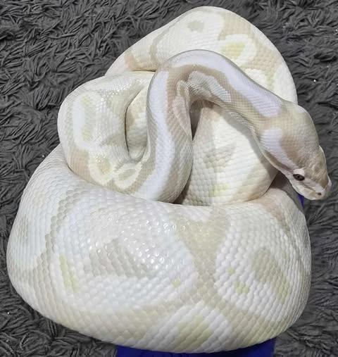 Lavender Snow Ball Python by Danger Noodle Addiction