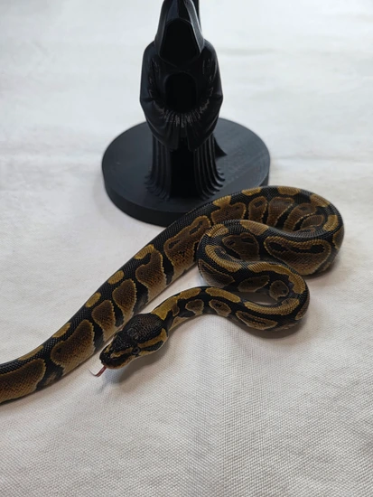 Orange Dream 100% Het Clown Ball Python by Fallen Angel Morphs