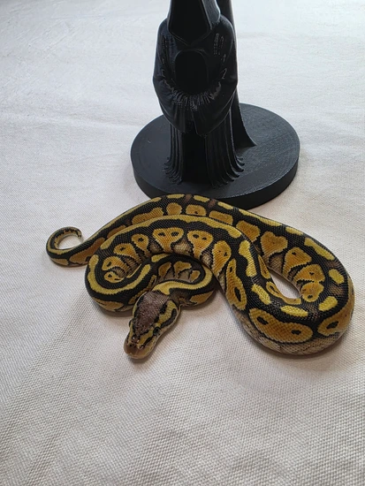 Super Pastel Yellowbelly Orange Dream 100% Het Clown Ball Python by ...