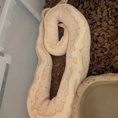 Cb21 Coralglow Butter Pin