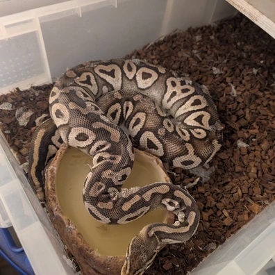 Cb19 Super Pastel Mojave