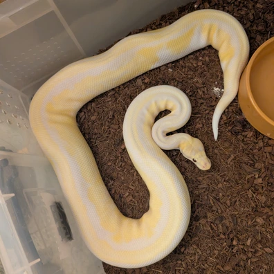 Cb21 Cinnamon, Fire Lavender Albino Pos Het Pied