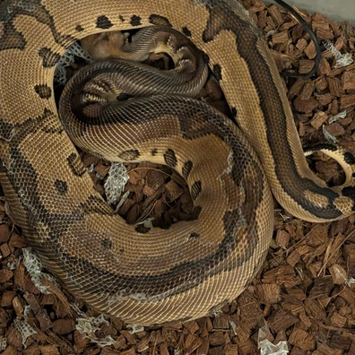 Cb23 Leopard Red Stripe Clown