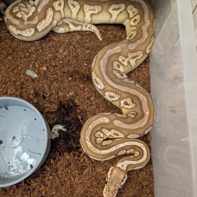 Cb20 Spotnose Pastel Lesser Het Clown