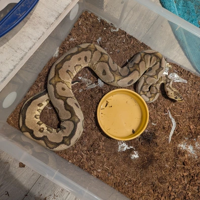 Cb22 Pastel Yellow Belly Clown 50% Het Desert Ghost Pied