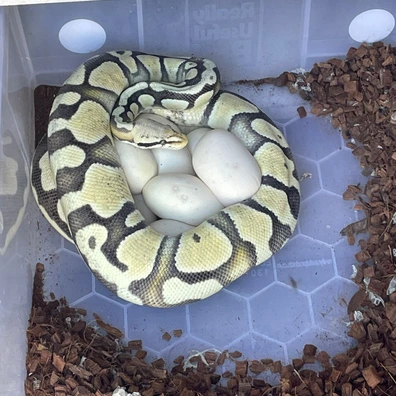 Cb18 Pastel Desert Ghost