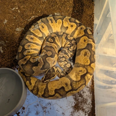 Asphalt Super Enchi Pastel Ghi