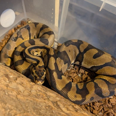 Confusion Enchi Pastel Het Desert Ghost