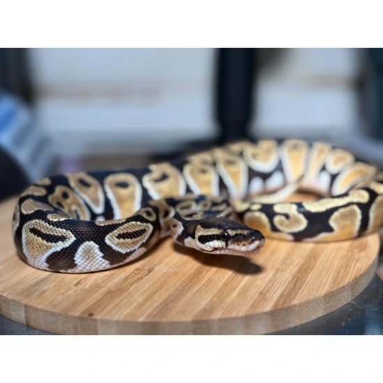 OD, Pos Het Pied -FREE SHIPPING Ball Python by Fricker’s Exotics