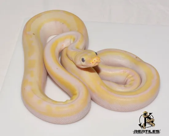 Cow Spot Reticulated Python COW Reticulated Python by JK Reptiles