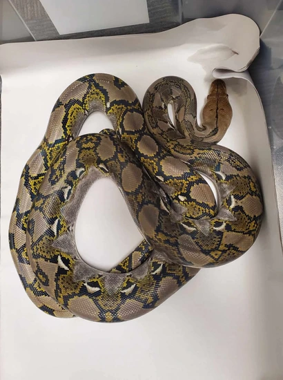 Proven Breeder 100% Het Caramel/Anthrax Reticulated Python by JK Reptiles