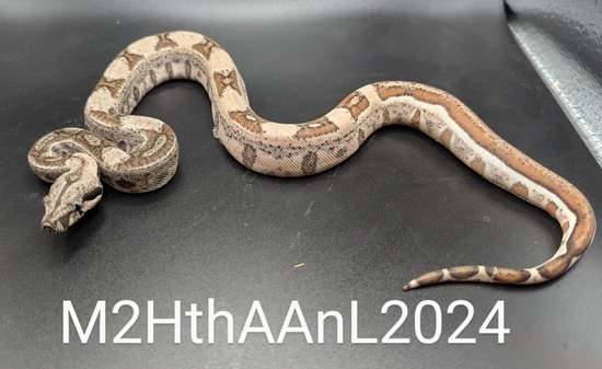 Hypo Th Moonglow Leopard Boa Constrictor by J.K. Exotics