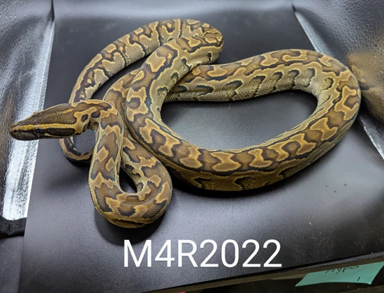 Rock 2022 Rock Python by J.K. Exotics