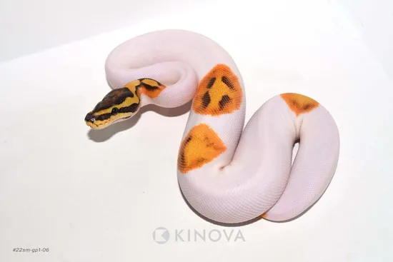 Enchi Fire Pied Ball Python by KINOVA
