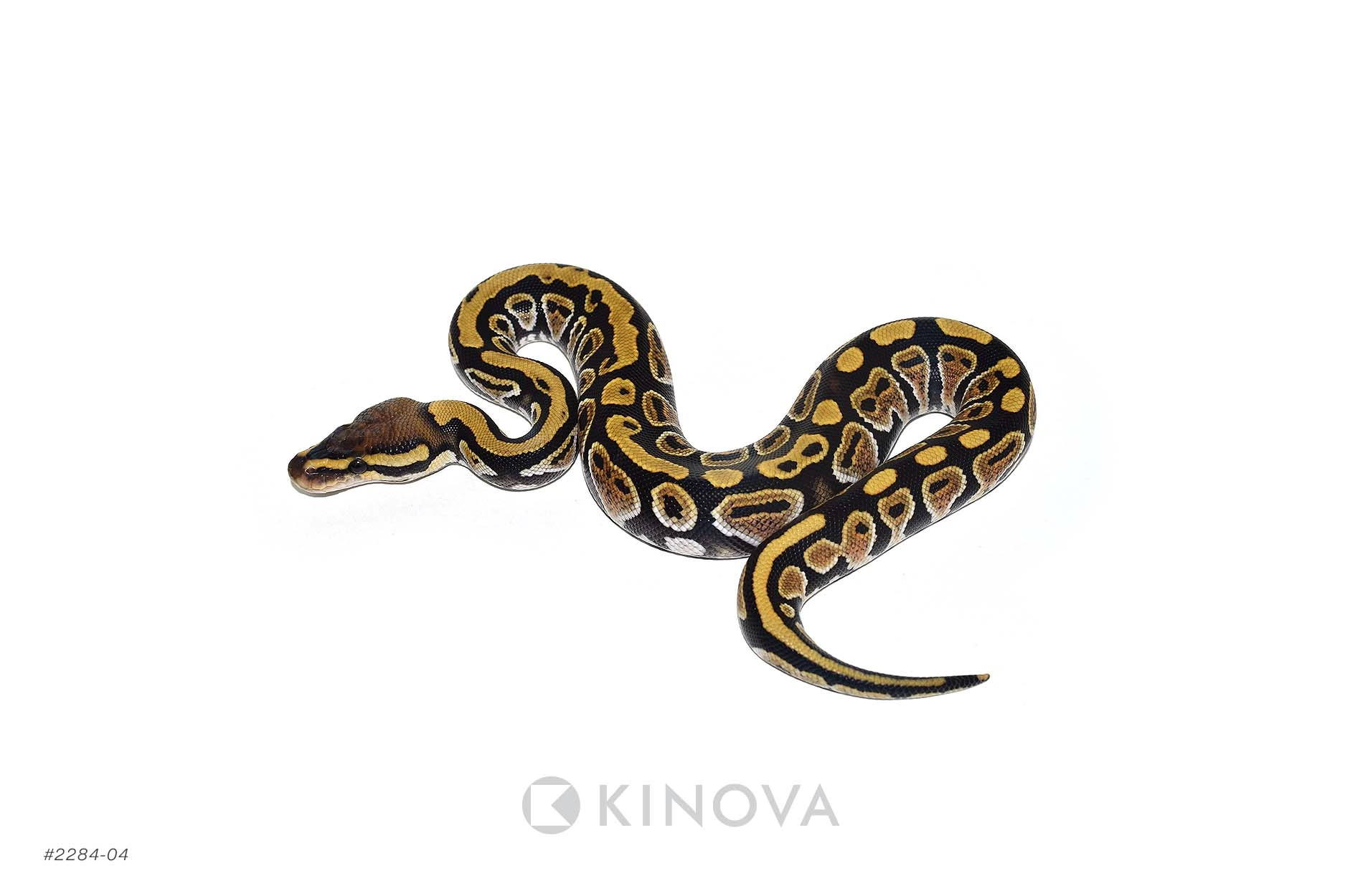 【廃盤】SNAKES,THE QONOS vs SNAKES 廃盤】SNAKES,THE QONOS vs SNAKES