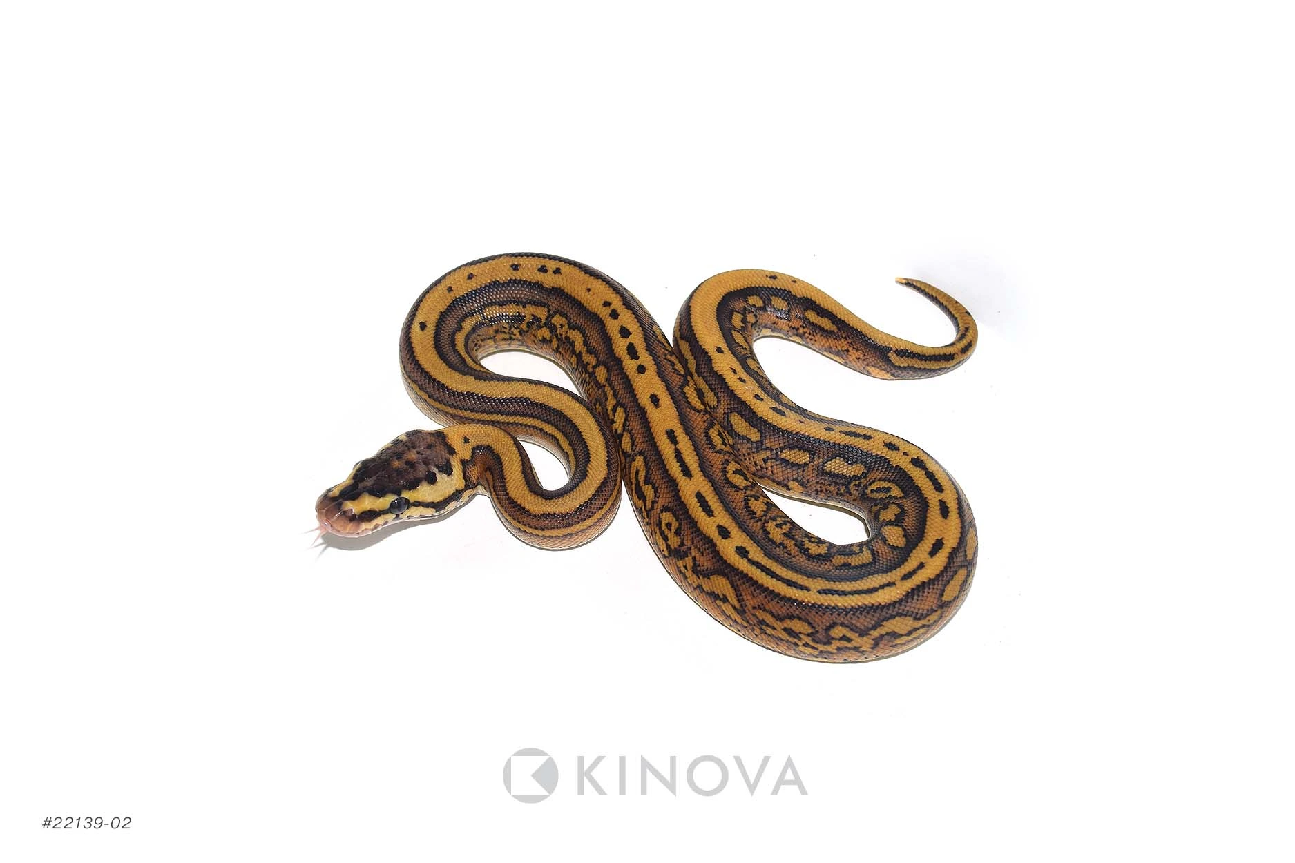 邦楽 Mardelas/Snake to Revive + morphose Snake to Metamorphose』digest/Mardelas | 王様ロック｜キング