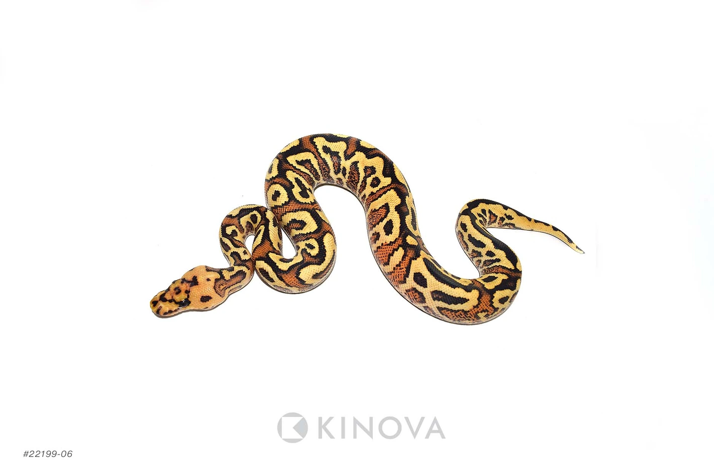 chalonpeco•*¨*•.¸♬︎ Fire Redstripe YB Spotnose Clown Ball Pythons by KINOVA