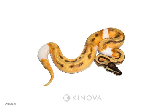 OD Enchi Fire Pied 50% Het Axanthic Ball Python by KINOVA
