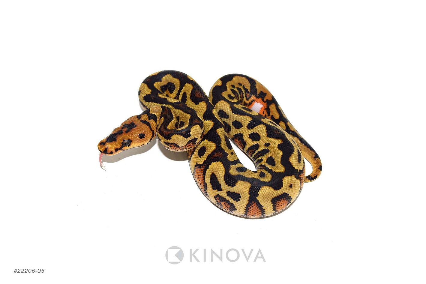 YB Spotnose Clown Ball Pythons by KINOVA - MorphMarket