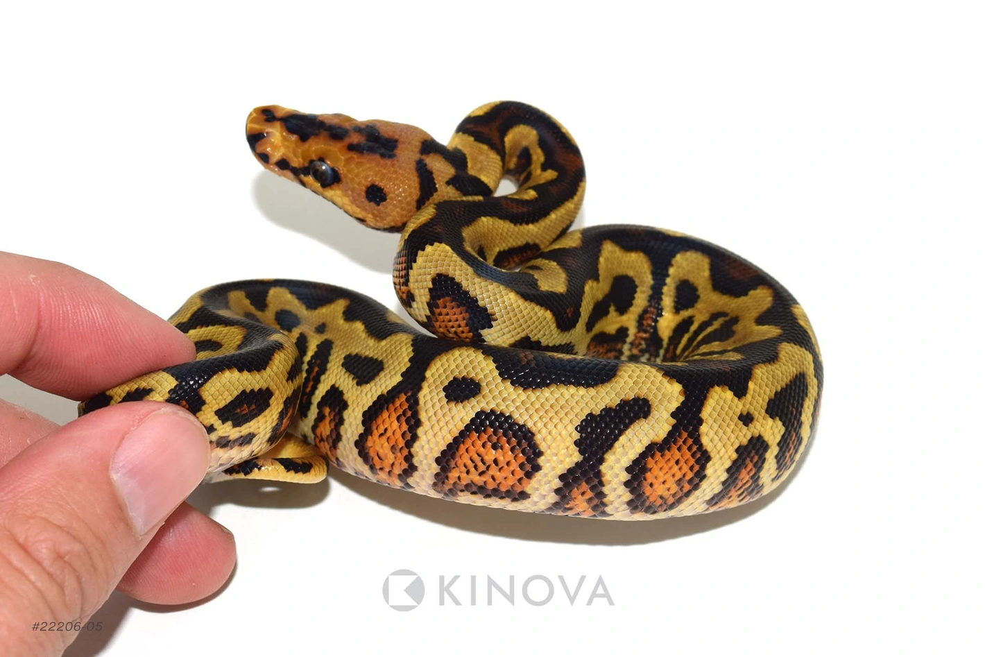 YB Spotnose Clown Ball Pythons by KINOVA - MorphMarket