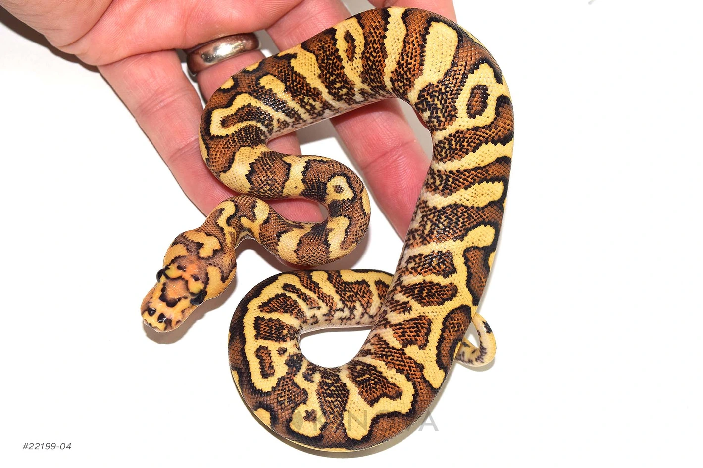 Fire YB GHI Spotnose Clown (Possible Redstripe) Ball Pythons