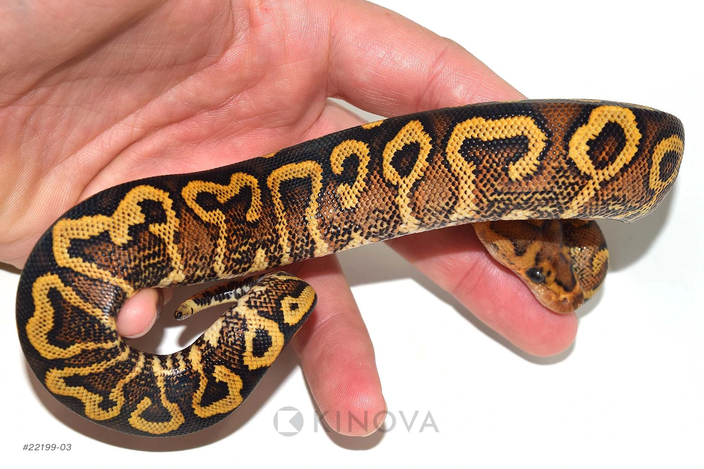 GHI YB Spotnose Clown Ball Pythons by KINOVA - MorphMarket