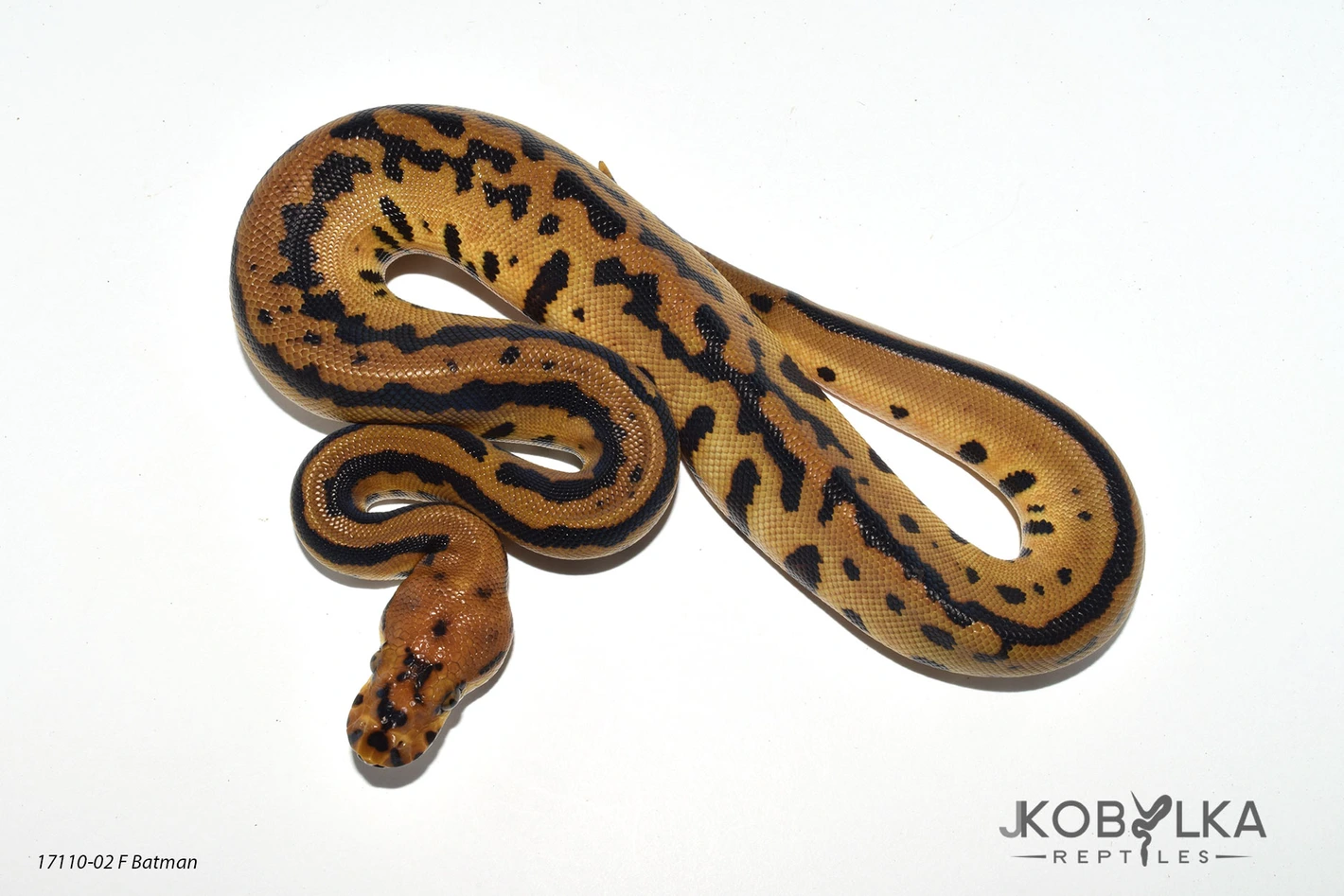 邦楽 Mardelas/Snake to Revive + morphose Snake to Metamorphose | Mardelas Official Website
