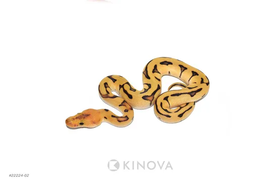 Desert Ghost G-Stripe Clown Ball Pythons by KINOVA - MorphMarket