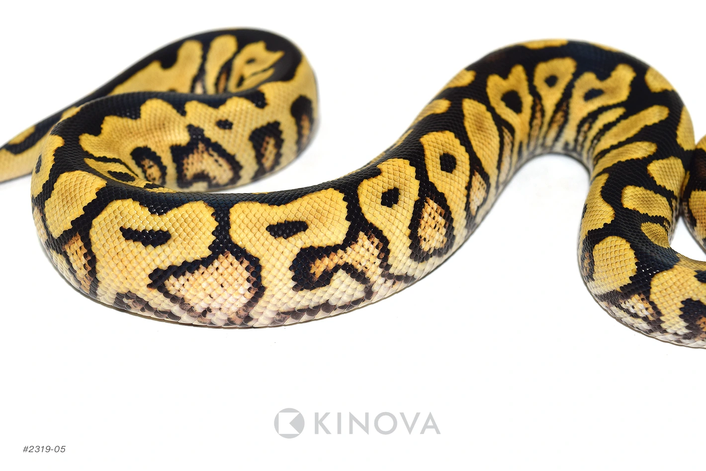 Lace Spotnose Clown Ball Pythons by KINOVA - MorphMarket