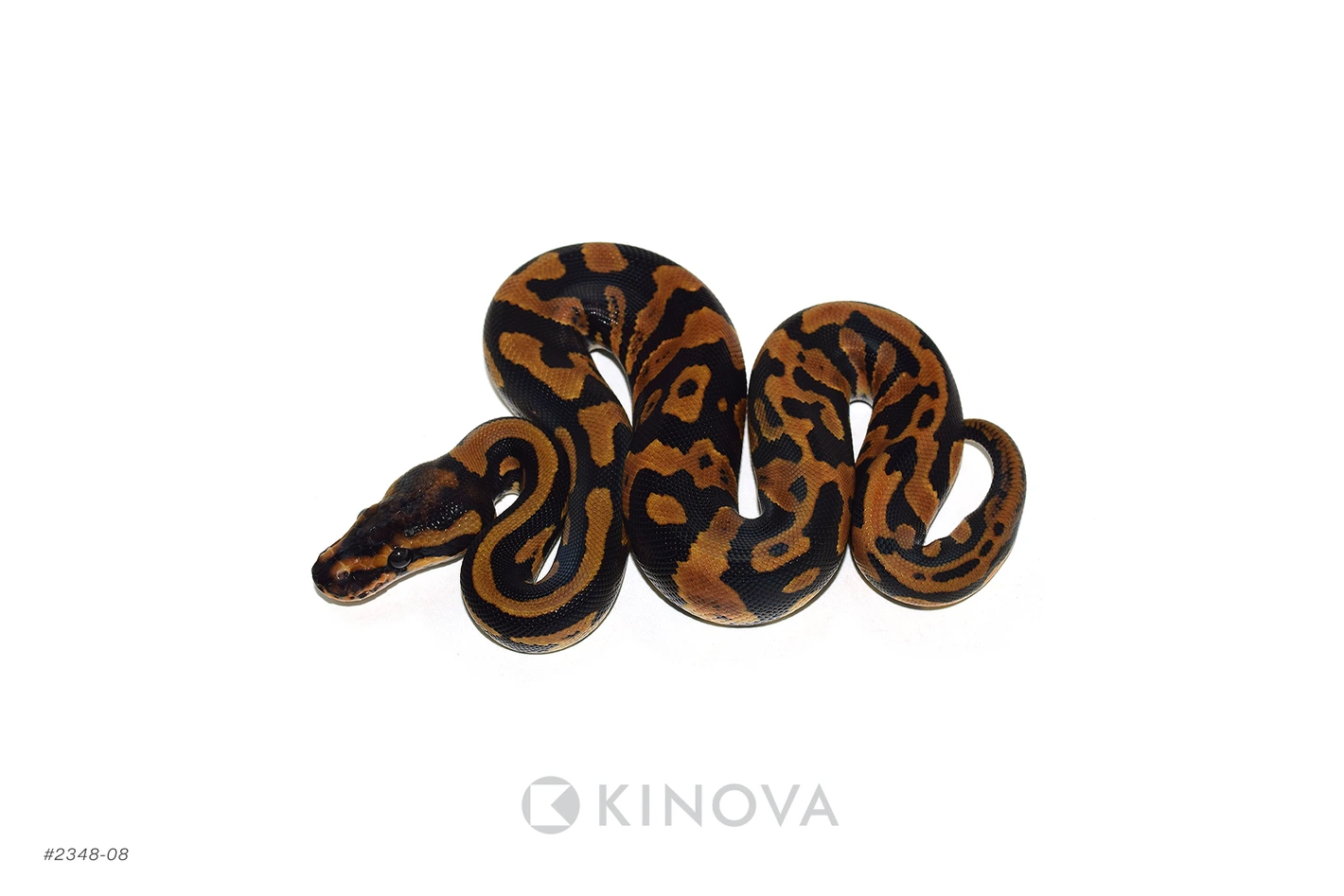 【廃盤】SNAKES,THE QONOS vs SNAKES $_57.JPG?set_id=880000500F