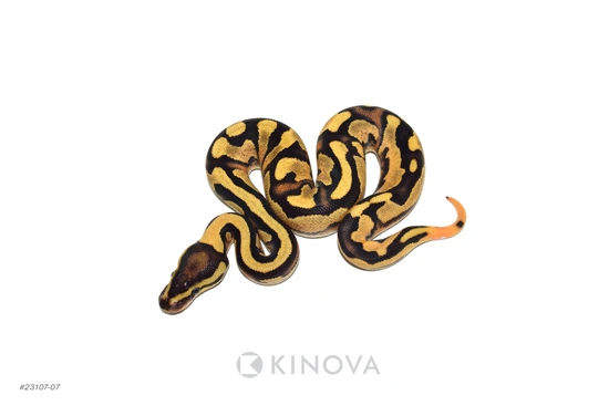 YB Fire Dbl Het Desert Ghost Pied Ball Python by KINOVA