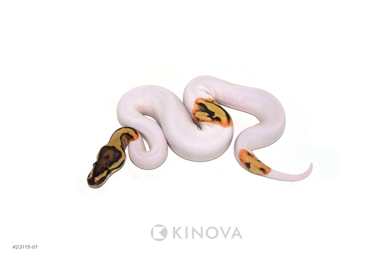 Fire Pied Dbl Het Desert Ghost Clown Ball Python by KINOVA