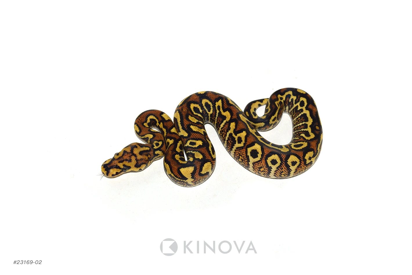 【廃盤】SNAKES,THE QONOS vs SNAKES 廃盤】SNAKES,THE QONOS vs SNAKES