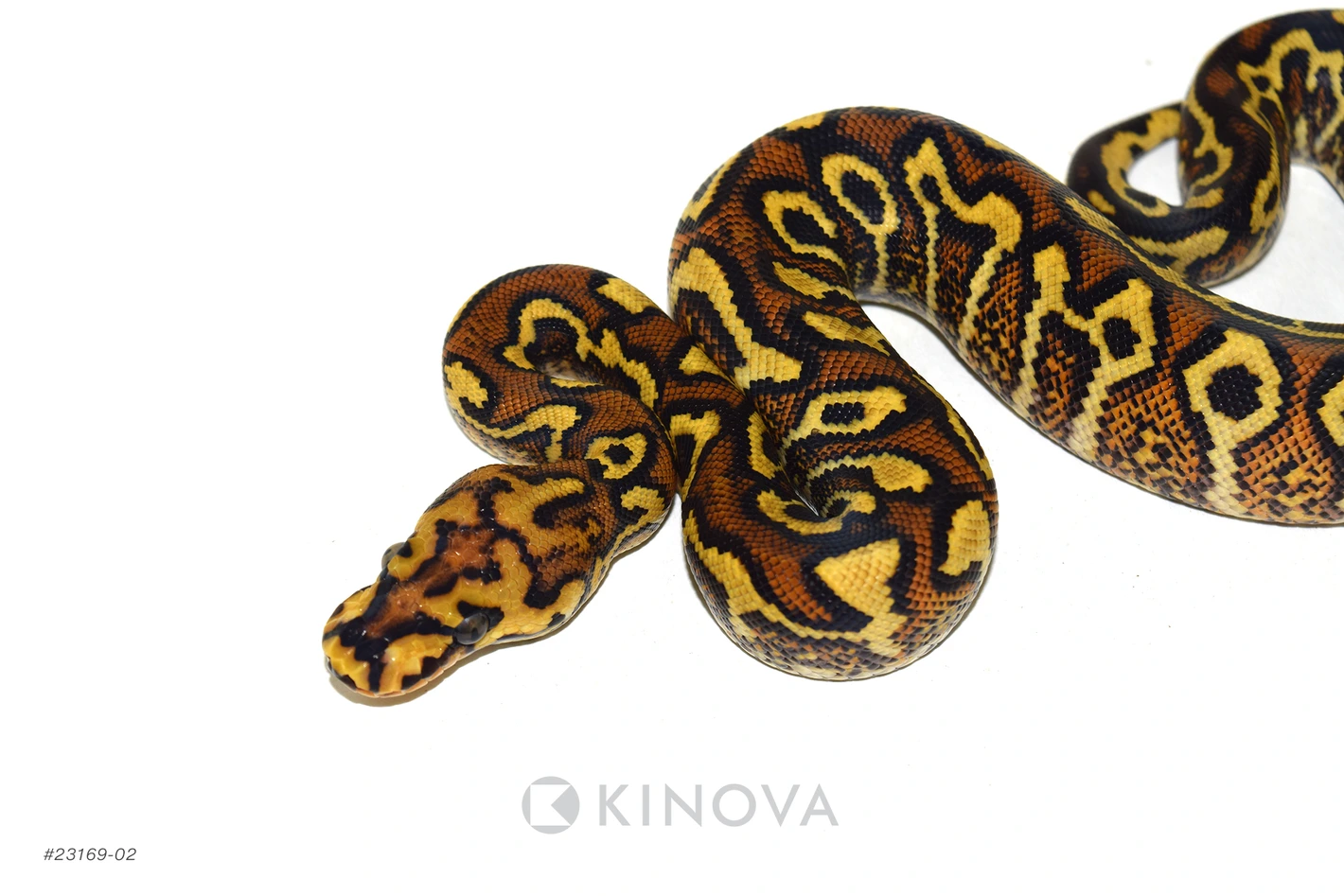 Redstripe YB Hurricane Spotnose Clown Ball Pythons by KINOVA