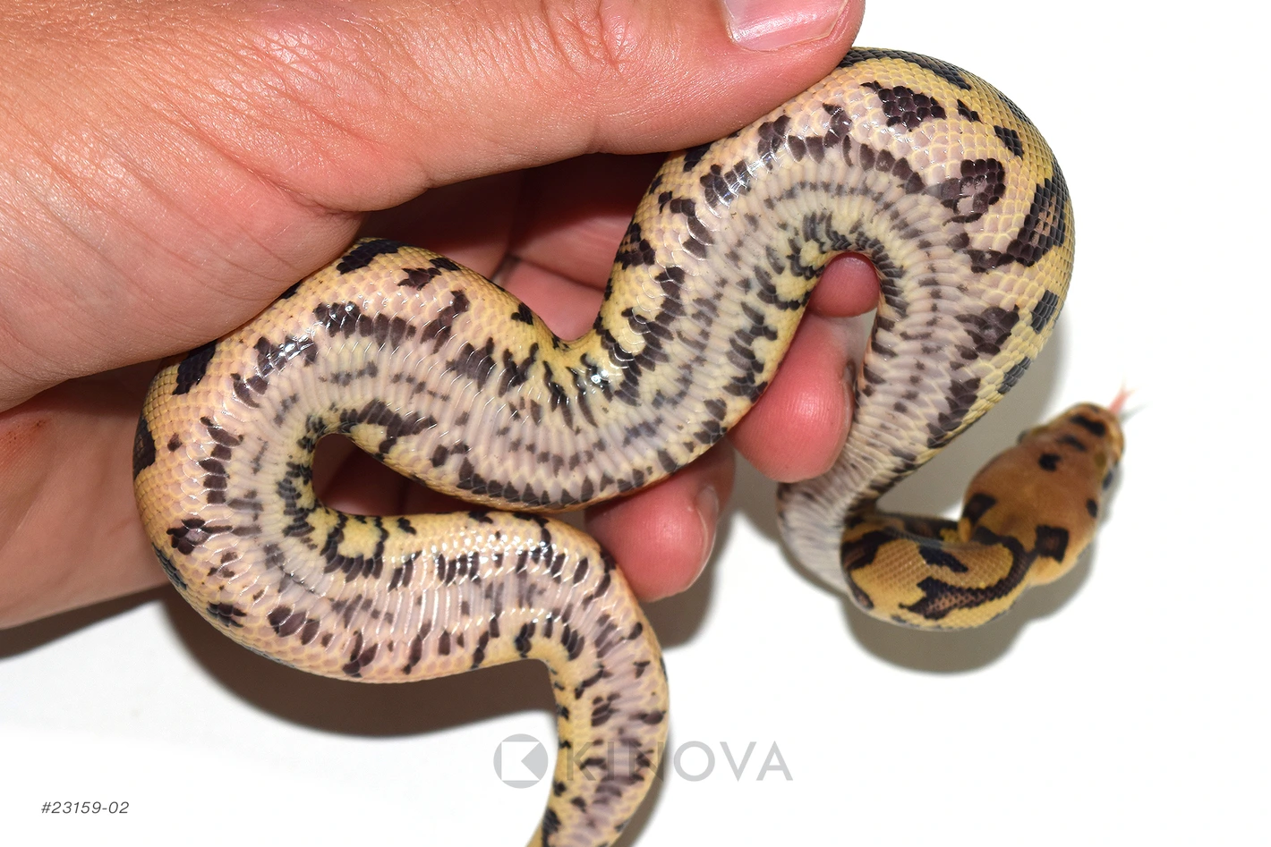 廃盤】SNAKES,THE QONOS vs SNAKES 廃盤】SNAKES,THE QONOS vs SNAKES