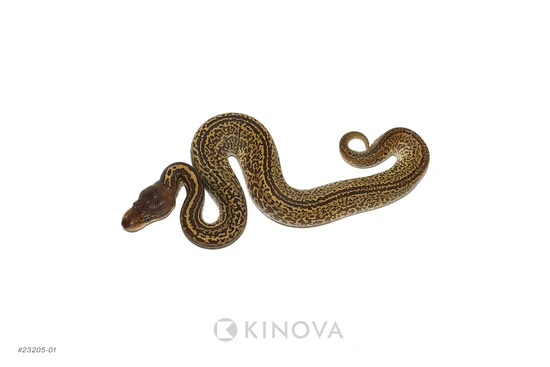 【廃盤】SNAKES,THE QONOS vs SNAKES 廃盤】SNAKES,THE QONOS vs SNAKES