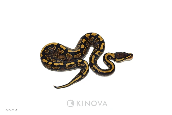 洋書 The Complete Ball Python 洋書 The Complete Ball Python 洋書 The Complete Ball Python