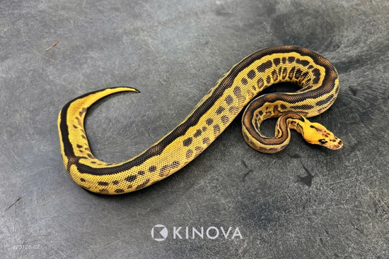 Leopard Freeway Clown Het Pied Ball Python by KINOVA
