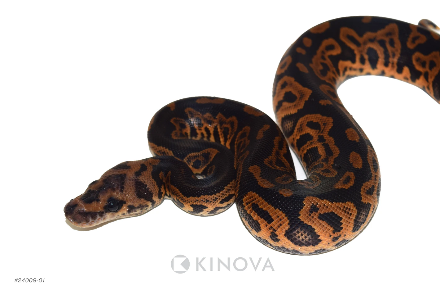 Black Pastel Confusion Clown (YB) Ball Pythons by KINOVA