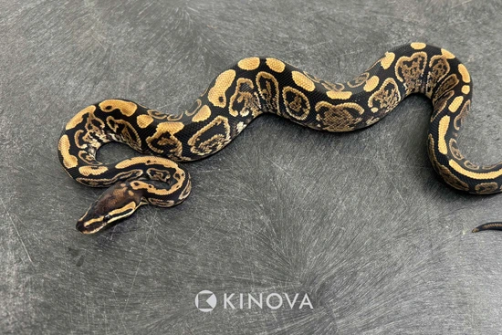 Pixel Ball Python by KINOVA