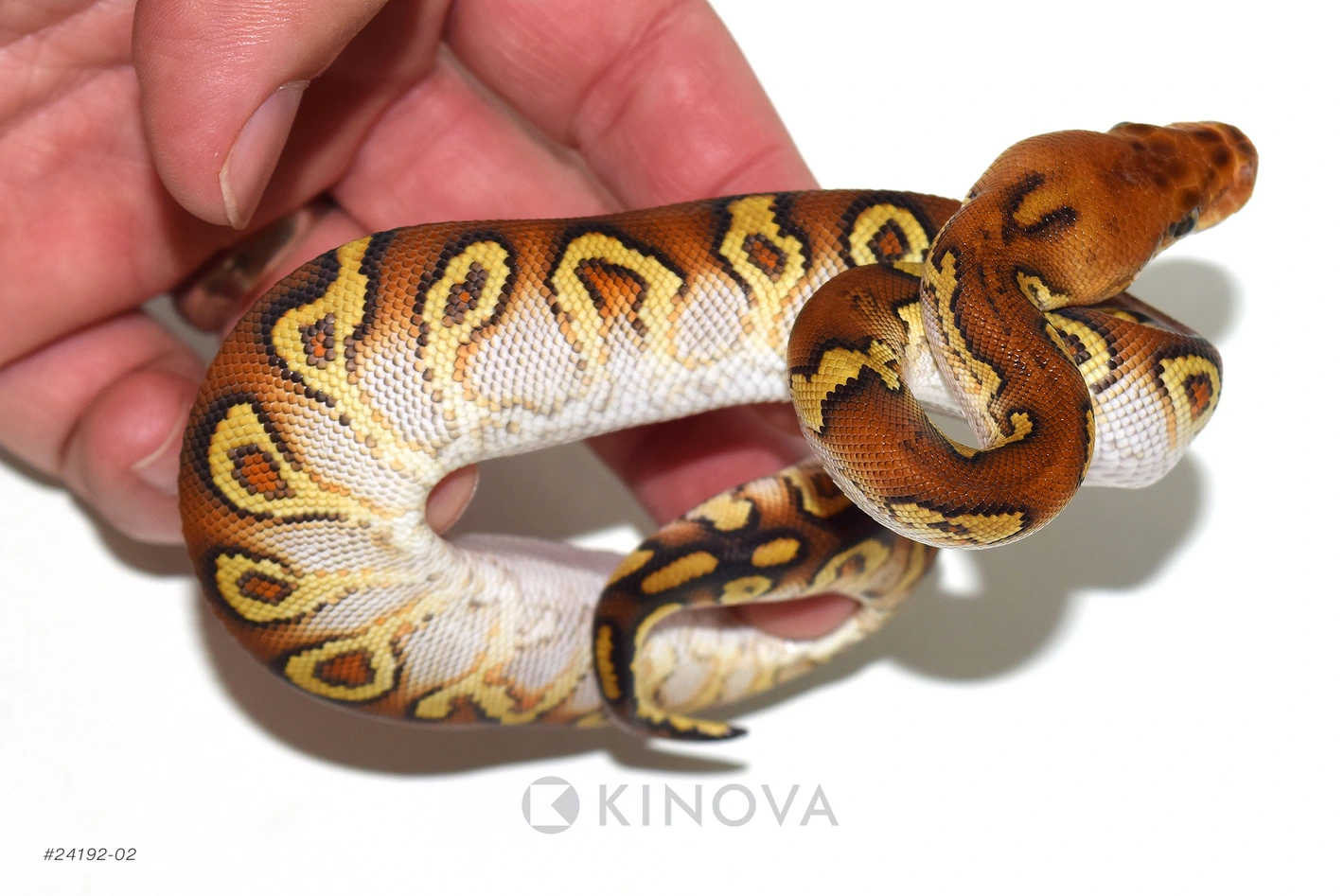 【廃盤】SNAKES,THE QONOS vs SNAKES 廃盤】SNAKES,THE QONOS vs SNAKES