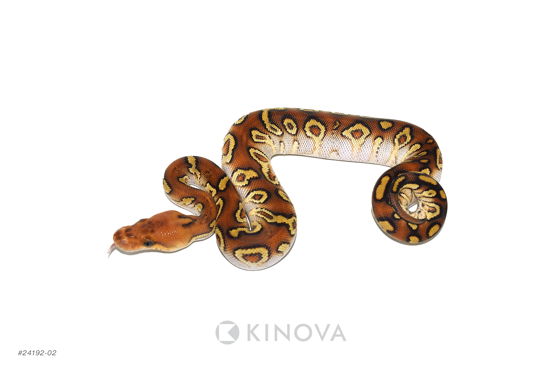 廃盤】SNAKES,THE QONOS vs SNAKES 廃盤】SNAKES,THE QONOS vs SNAKES