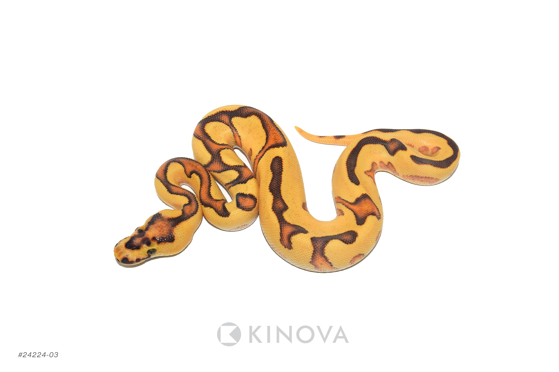 トップス 00s ifsixwasnine python tk lgb kmrii IF SIX WAS NINE / L.G.B. / PANTS – CIRCUS by MANIAC