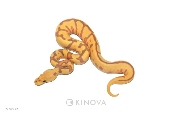 ◆ぱぴこ◆ Titanium BUZZ Front Wide Footpegs For Kawasaki Z125 16-23 22