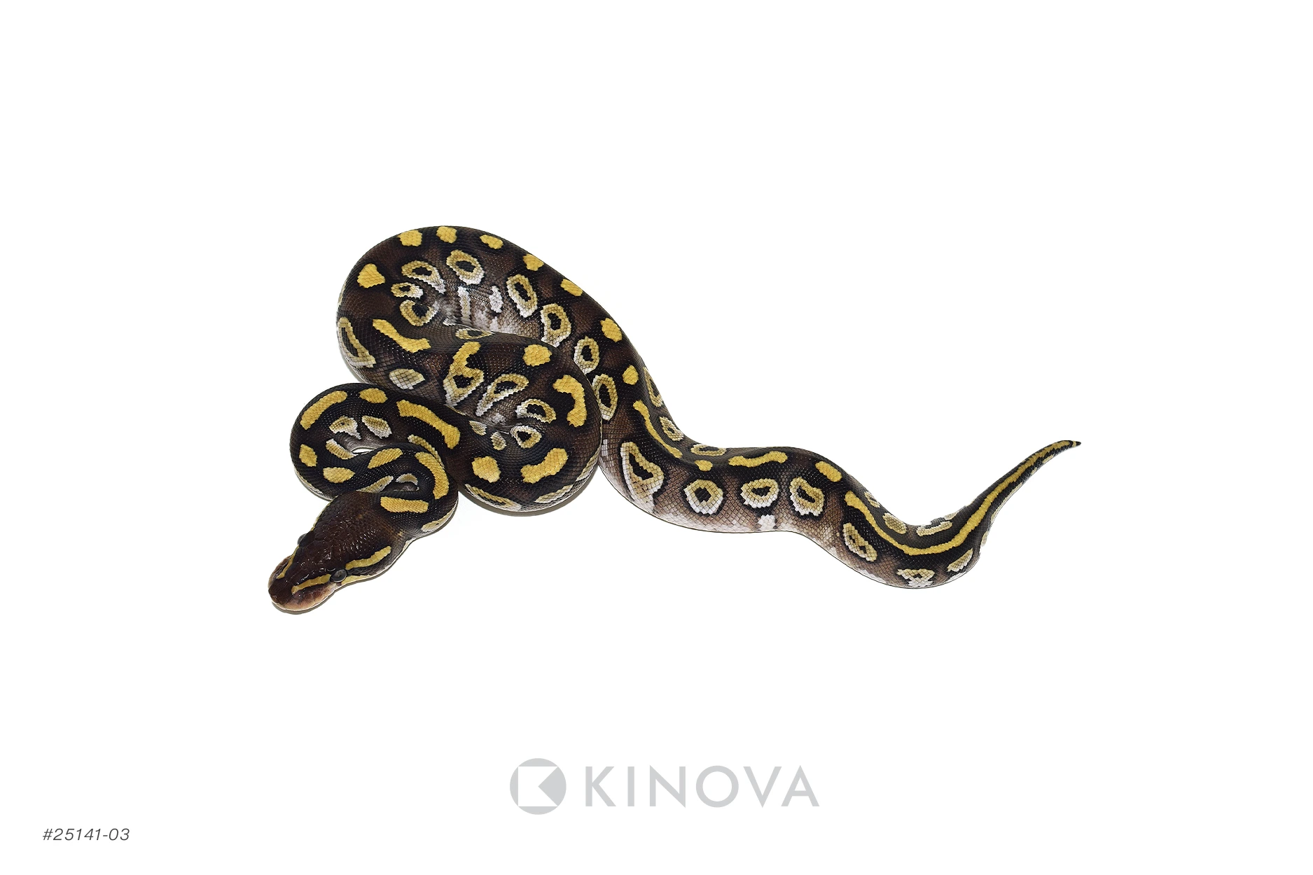 BONAVENTURA - ⭐︎ロコモコ⭐︎ Cinnamon Mojave Clown Ball Python ♀ '25 – Wilbanks Captive
