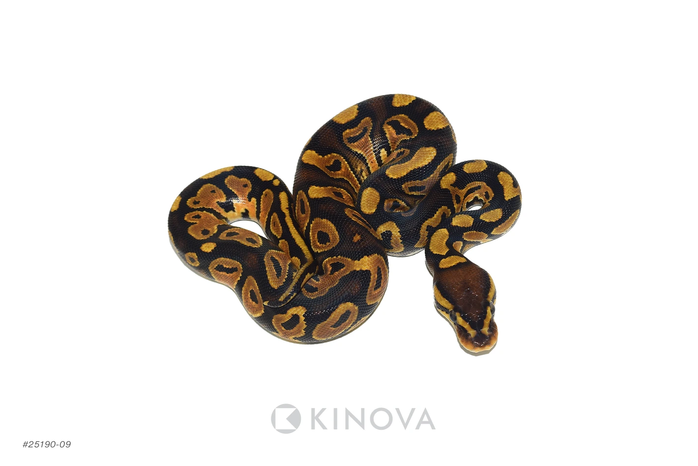 Quad Het Monsoon DG G-Stripe Clown Ball Pythons by KINOVA