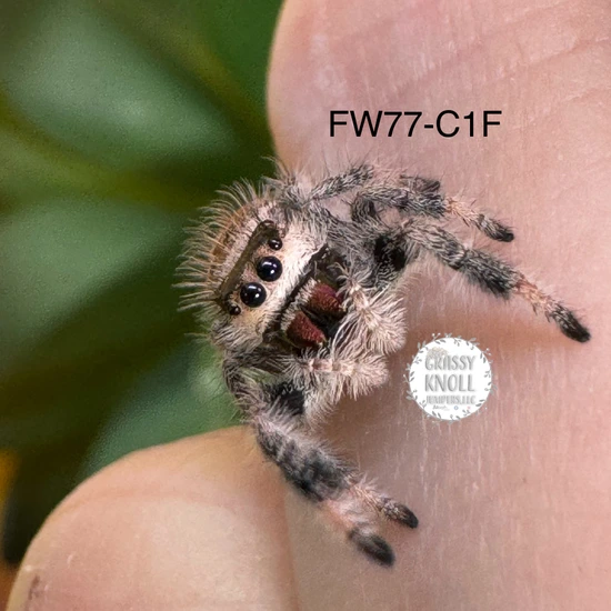 Female P. Regius FW77-C1F Jumping Spider by Grassy Knoll Jumpers, LLC